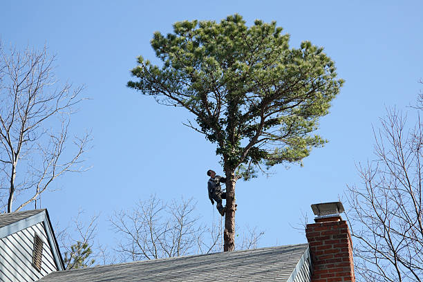 Best Emergency Tree Removal  in Ofallon, MO